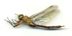 Anax longipes by the Smithsonian. Used under a CC0 license.