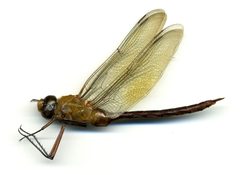Anax longipes concolor by the Smithsonian. Used under a CC0 license.