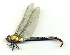Anax walsinghami by the Smithsonian. Used under a CC0 license.