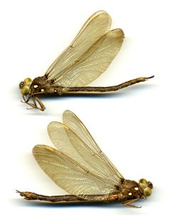 Boyeria vinosa by the Smithsonian. Used under a CC0 license.
