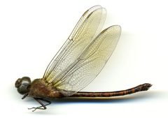 Coryphaeschna adnexa by the Smithsonian. Used under a CC0 license.