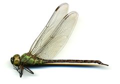 Coryphaeschna adnexa by the Smithsonian. Used under a CC0 license.