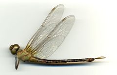 Coryphaeschna ingens by the Smithsonian. Used under a CC0 license.