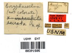 Coryphaeschna secreta by the Smithsonian. Used under a CC0 license.