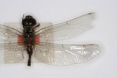 Coryphaeschna secreta by the Smithsonian. Used under a CC0 license.