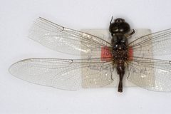 Coryphaeschna secreta by the Smithsonian. Used under a CC0 license.
