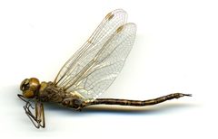 Gomphaeschna antilope by the Smithsonian. Used under a CC0 license.