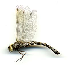 Gomphaeschna furcillata by the Smithsonian. Used under a CC0 license.