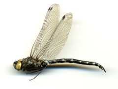 Gomphaeschna furcillata by the Smithsonian. Used under a CC0 license.