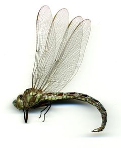 Nasiaeschna pentacantha by the Smithsonian. Used under a CC0 license.