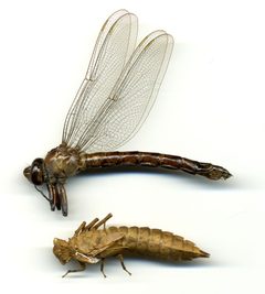 Nasiaeschna pentacantha by the Smithsonian. Used under a CC0 license.
