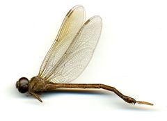 Triacanthagyna trifida by the Smithsonian. Used under a CC0 license.