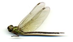Triacanthagyna trifida by the Smithsonian. Used under a CC0 license.