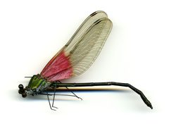 Archineura incarnata by the Smithsonian. Used under a CC0 license.