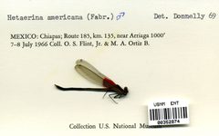Hetaerina americana by the Smithsonian. Used under a CC0 license.