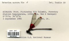 Hetaerina aurora by the Smithsonian. Used under a CC0 license.