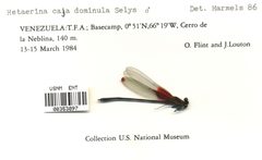 Hetaerina caja dominula by the Smithsonian. Used under a CC0 license.
