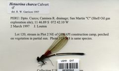 Hetaerina charca by the Smithsonian. Used under a CC0 license.