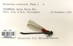 Hetaerina cruentata by the Smithsonian. Used under a CC0 license.