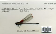 Hetaerina longipes by the Smithsonian. Used under a CC0 license.