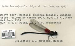 Hetaerina majuscula by the Smithsonian. Used under a CC0 license.
