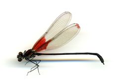 Hetaerina medinai by the Smithsonian. Used under a CC0 license.