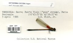 Hetaerina occisa by the Smithsonian. Used under a CC0 license.