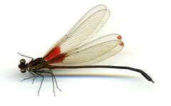 Hetaerina sanguinea by the Smithsonian. Used under a CC0 license.