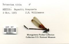 Hetaerina titia by the Smithsonian. Used under a CC0 license.