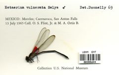 Hetaerina vulnerata by the Smithsonian. Used under a CC0 license.
