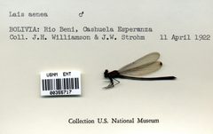 Mnesarete aenea by the Smithsonian. Used under a CC0 license.