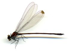 Mnesarete hauxwelli by the Smithsonian. Used under a CC0 license.