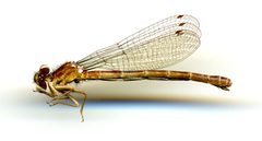 Amphiagrion abbreviatum by the Smithsonian. Used under a CC0 license.