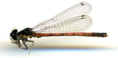 Amphiagrion abbreviatum by the Smithsonian. Used under a CC0 license.