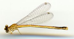 Amphiagrion saucium by the Smithsonian. Used under a CC0 license.