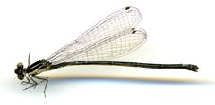 Apanisagrion lais by the Smithsonian. Used under a CC0 license.