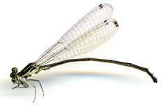 Apanisagrion lais by the Smithsonian. Used under a CC0 license.