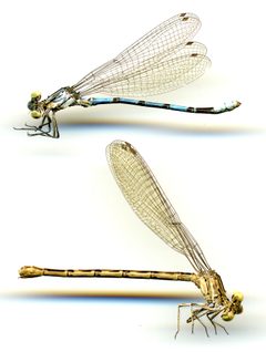 Argia agrioides by the Smithsonian. Used under a CC0 license.