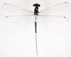 Argia alberta by the Smithsonian. Used under a CC0 license.