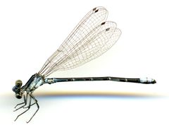 Argia alberta by the Smithsonian. Used under a CC0 license.