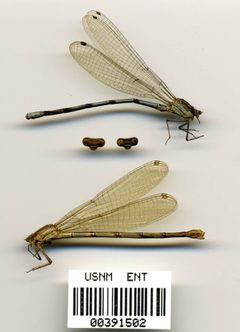 Argia anceps by the Smithsonian. Used under a CC0 license.