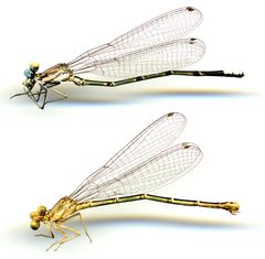 Argia apicalis by the Smithsonian. Used under a CC0 license.