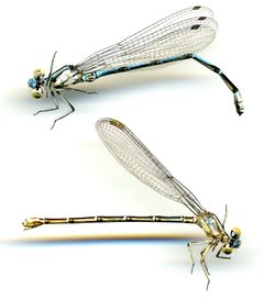 Argia barretti by the Smithsonian. Used under a CC0 license.