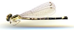 Argia bipunctulata by the Smithsonian. Used under a CC0 license.