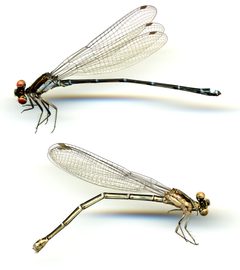 Argia cuprea by the Smithsonian. Used under a CC0 license.