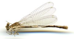 Argia emma by the Smithsonian. Used under a CC0 license.