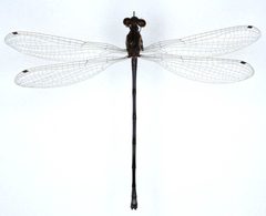 Argia emma by the Smithsonian. Used under a CC0 license.
