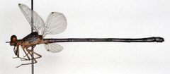 Argia emma by the Smithsonian. Used under a CC0 license.