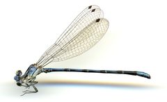 Argia extranea by the Smithsonian. Used under a CC0 license.