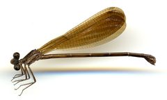 Argia fumipennis atra by the Smithsonian. Used under a CC0 license.